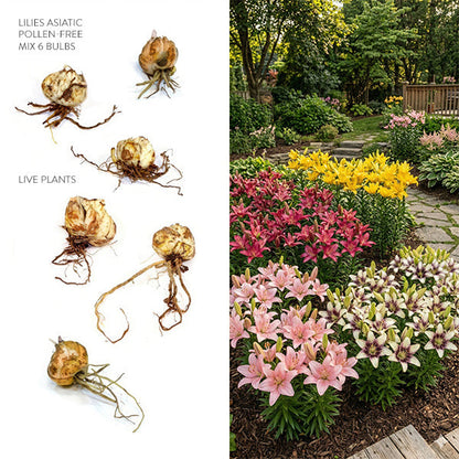 Asiatic Lily Bulbs Mix | Pollen-Free Perennial Flowers, 6 Pack