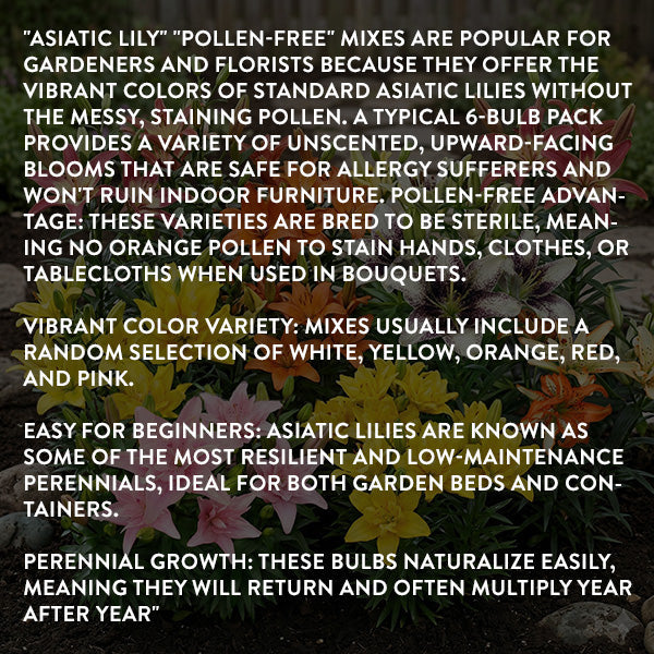 Asiatic Lily Bulbs Mix | Pollen-Free Perennial Flowers, 6 Pack