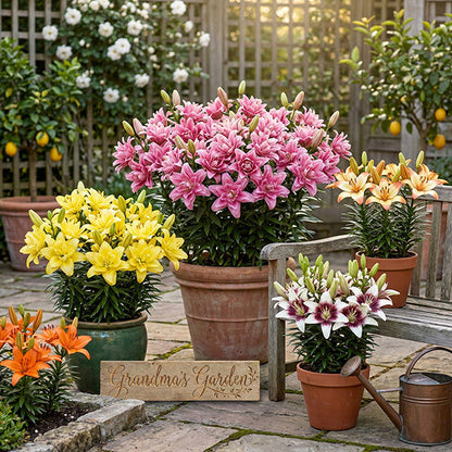 Asiatic Lily Bulbs Mix | Pollen-Free Perennial Flowers, 6 Pack