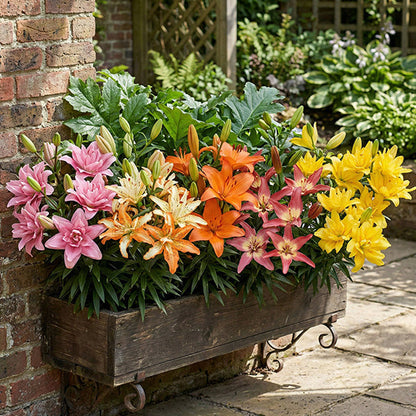 Asiatic Lily Bulbs Mix | Pollen-Free Perennial Flowers, 6 Pack